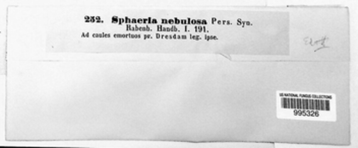 Phomatodes nebulosa image